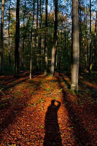autumn shadow france tree fall forest automne countryside nikon photographer village ombre alsace tamron françois campagne arbre fh forêt hernandez photographe d90 tamron2470 nikond90 drulingen