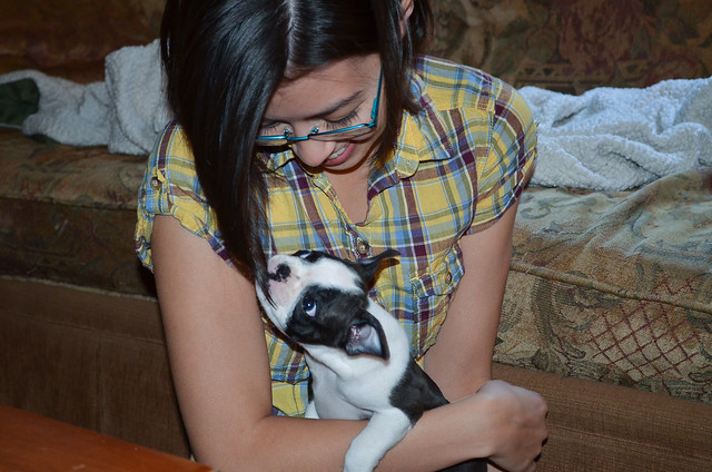 A woman holding a Boston Terrier puppy.