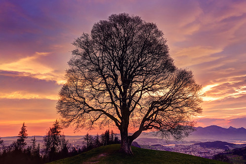 switzerland zentralschweiz centralswitzerland luzern kriens tree sunrise