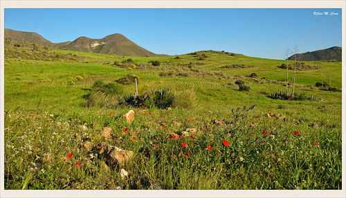 almería sierradegata cabodegata españa spain paisaje landscape flor flower verde green color colour nikond5100 mountain