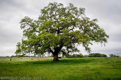 norcal buttecounty tablemountain wildflowers spring overcast green pasture tree oak