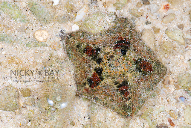 Cryptic Sea Star (Cryptasterina sp.) - DSC_6623