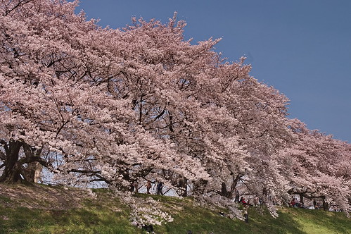 【写真】2013 桜 : 背割堤/2020-03-23/IMGP9694