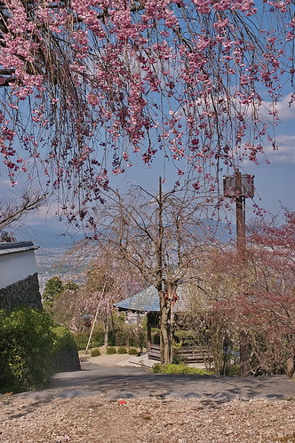 【写真】2013 桜 : 善峯寺/2021-11-23/IMGP0126