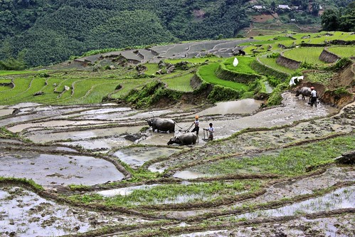 water buffalo help prepare the rice terraces