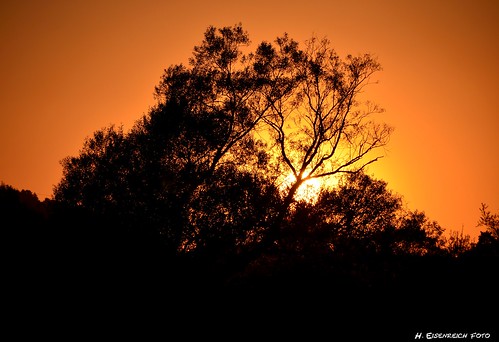 trees sunset orange sun black silhouette nikon sonnenuntergang von heike afrika sonne bäume jenseits schmidmühlen lauterachtal eisenreich