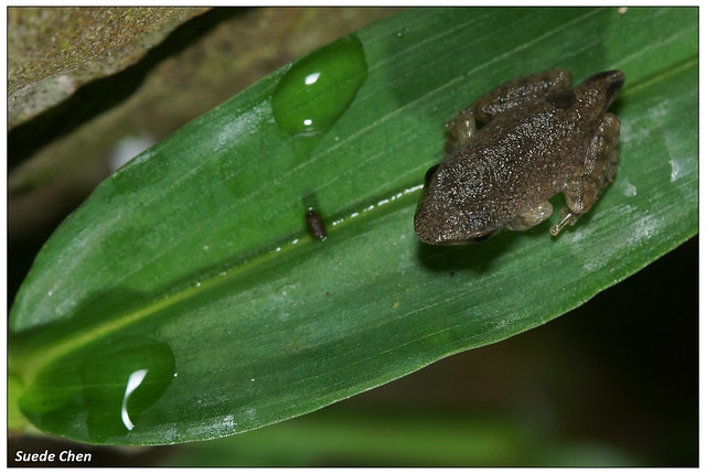 褐樹蛙 Buergeria robusta (Boulenger, 1909)