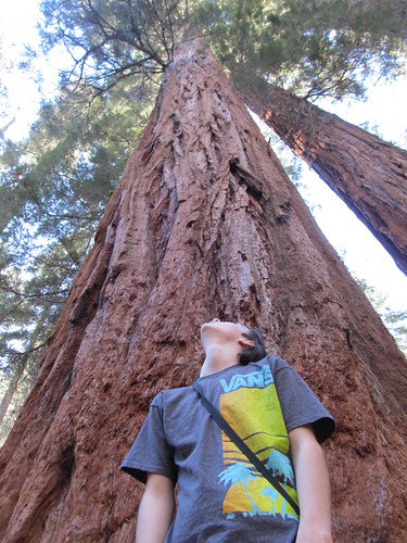 Yosemite - Looking up at a Giant Sequoia