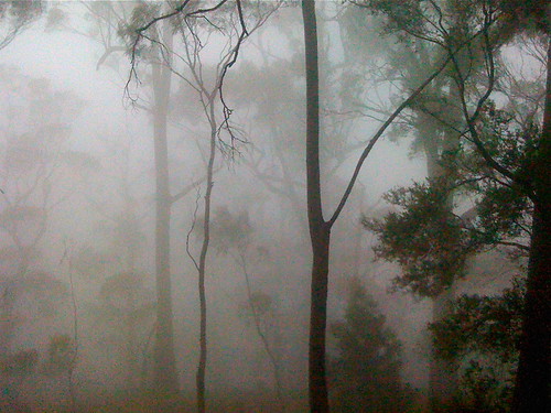 mist landscape australia tasmania hobart hillside iphone eucalyptusforest iphonephoto drysclerophyllforest mountrumney markfountainphoto markfountain52