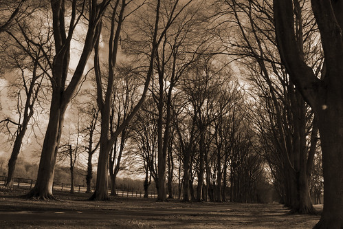 trees sepia vanishingpoint wooden avenue garydiblingphotography