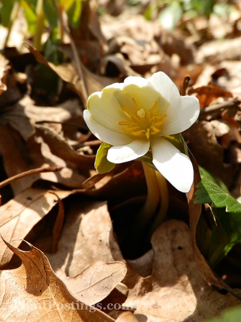 bloodroot9