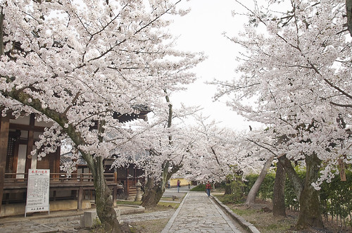 【写真】2014 桜 : 立本寺/2020-03-01/IMGP5743