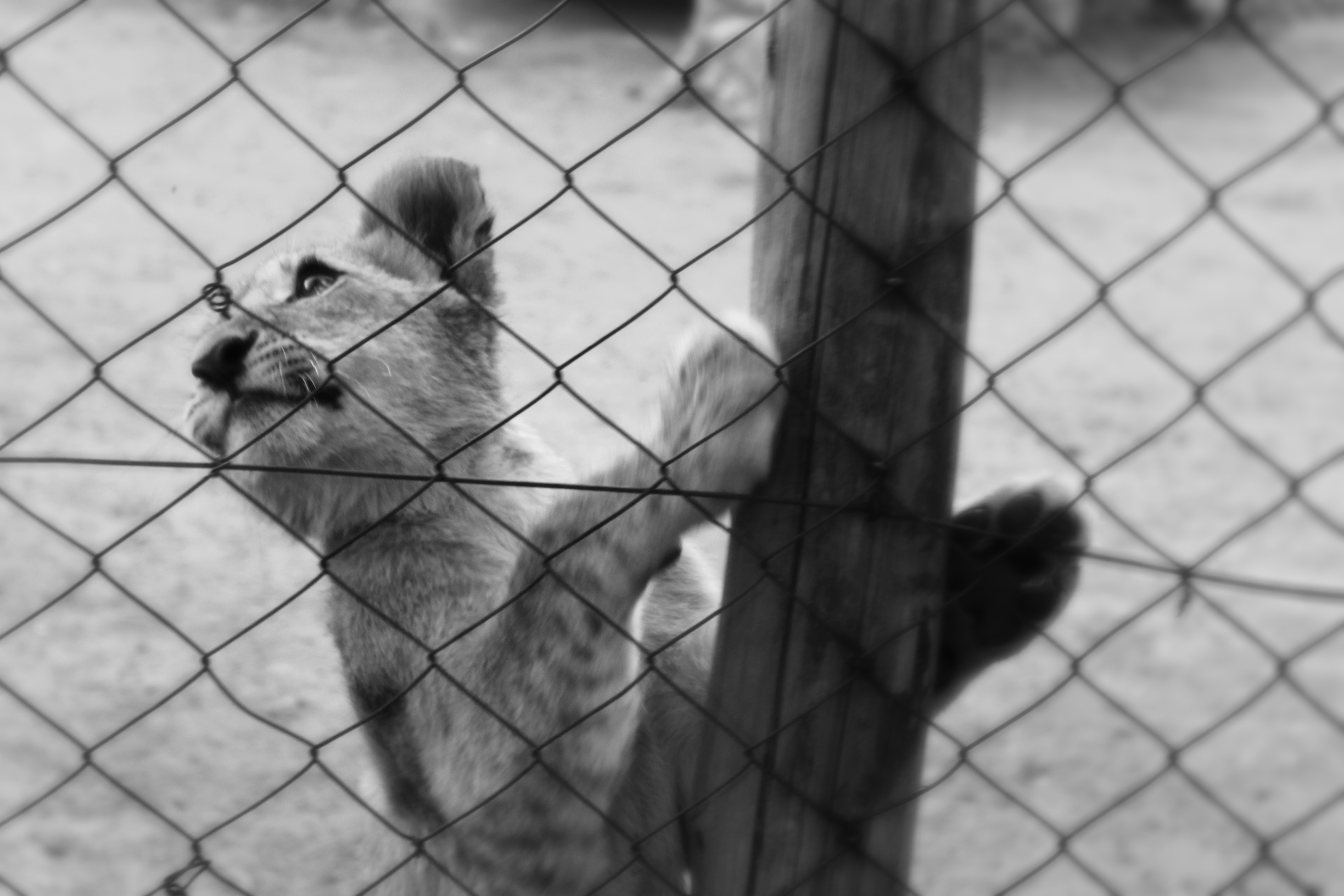Caged lion cub