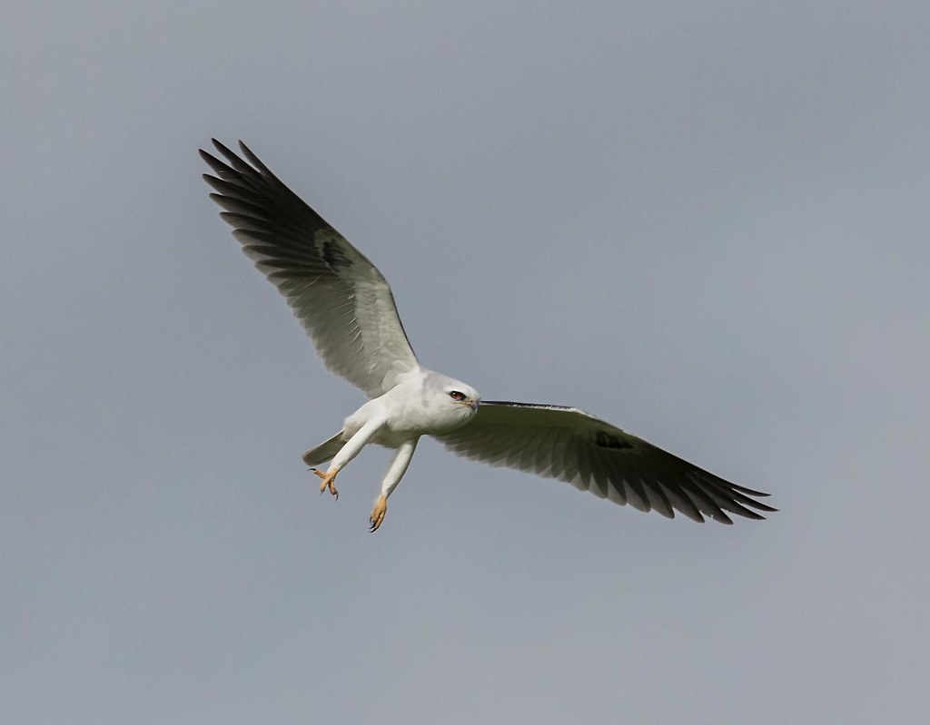 white-tailed kite - Coyote Valley Open Space Preserve