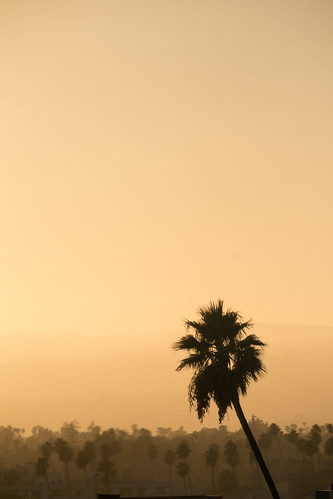 koreatown linehotel xpro1 silhouette sunset fuji window palmtree view losangeles fujifilm la california unitedstates us