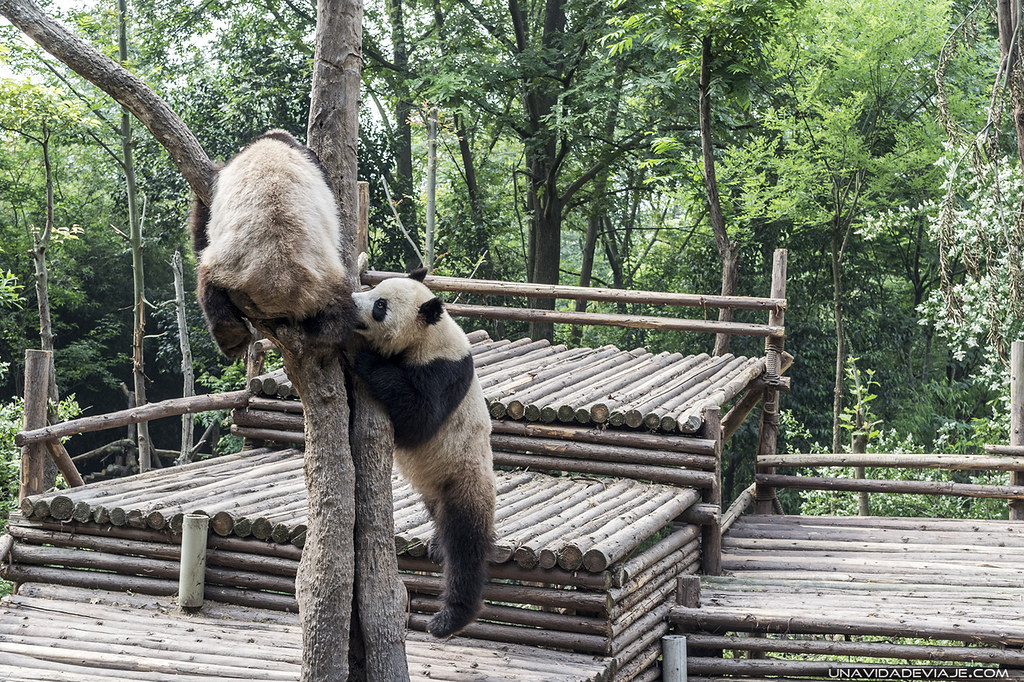 Panda Base Chengdu