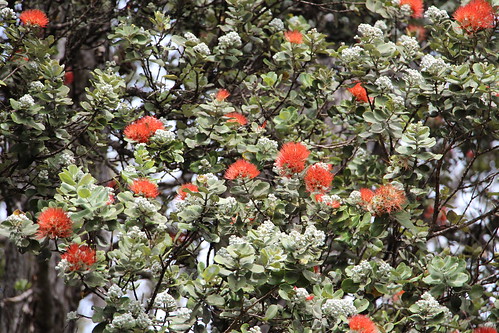 ohia metrosideros metrosiderospolymorpha myrtaceae hawaiiannativeplants