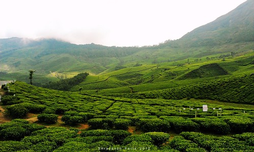 green tea lush landscape nature sky mountains hills gardens