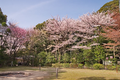 【写真】2013 桜 : 石清水八幡宮/2021-12-06/IMGP9726