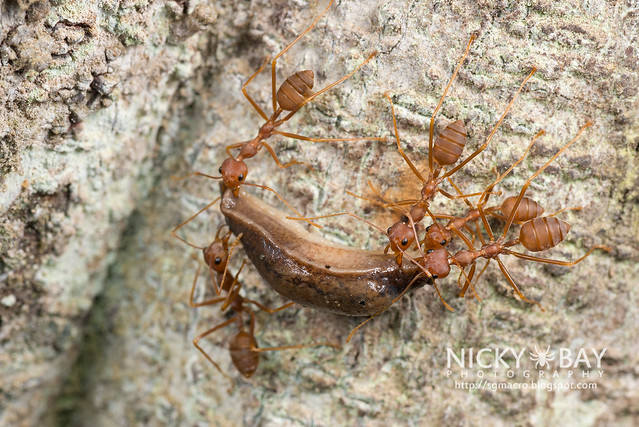 Ants transporting a slug - DSC_1889