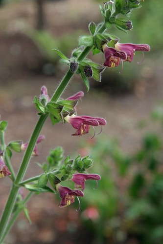 Unknown Salvia from Szechuan China