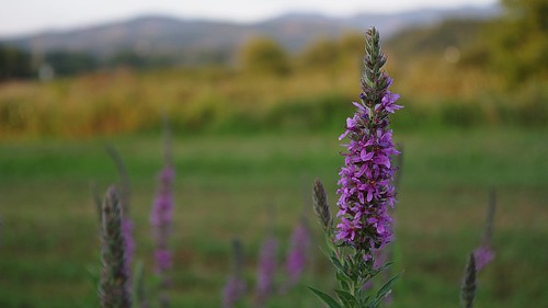 flowers light summer italy field evening mood dof purple pentax explore k5 2013 ξssξ®®ξ