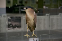 Nankeen Heron