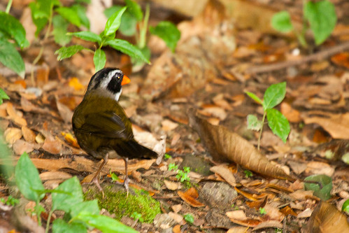 bird wildlife birding ornithology birdwatching oiseau faune ornithologie tohiàbecorange
