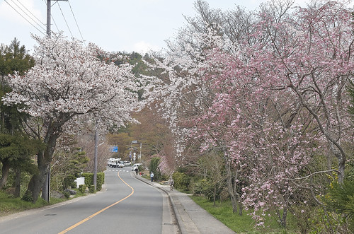 【写真】2014 桜 : 山越周辺/2021-03-24/IMGP5631