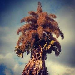The huge and incredibly beautiful flowering palm at the British High Commissioner's Residence.