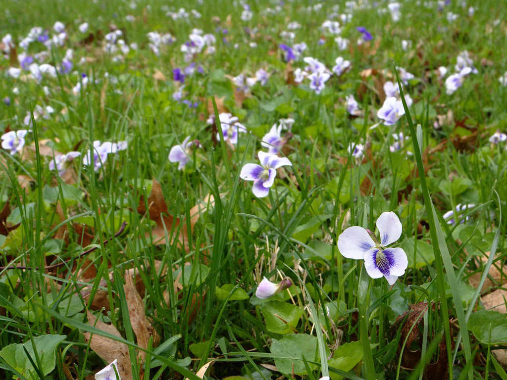 IMGP2903: wild violets