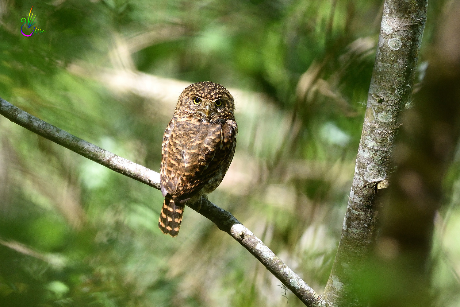 Collared_Pigmy_Owlet_4048