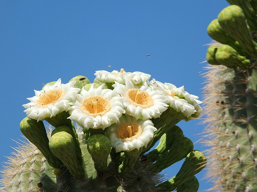 arizona cactus usa robert outdoor urlaub schumacher succulents witten reise ajo gigantea carnegiea herping