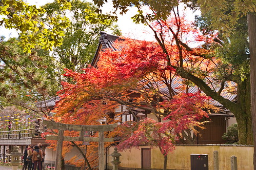 【写真】2012 紅葉 : 大覚寺/2021-11-15/IMGP7492