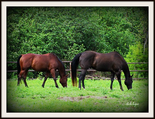 horses field grass newbrunswick enjoying laplante travelpilgrems silverhavenfarm