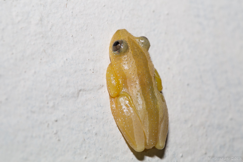 Greater Leaf-folding Frog (Afrixalus fornasinii)