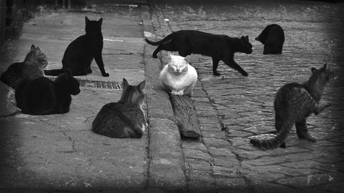 blackandwhite bw cats portugal cat blackwhite nikon voyeur blackorwhite monção wormview d3000 wormsight nikond3000 itdoesntmatterifacatisblackorwhiteaslongasitcatchesmice