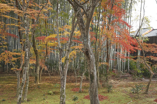 【写真】2013 紅葉 : 地蔵院/2019-12-10/IMGP4096