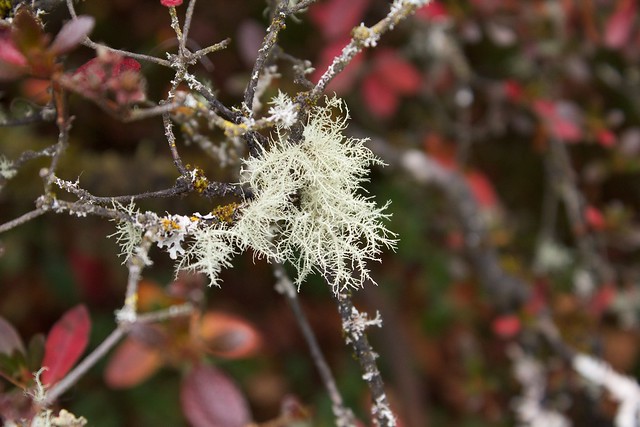 Thin White Lichens