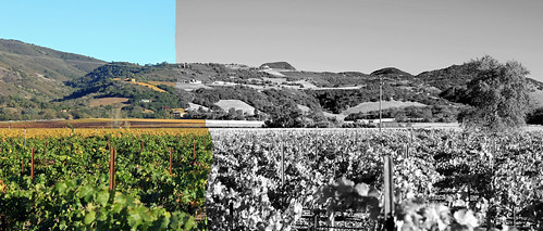 california panorama vineyard napavalley napa oakville winecountry panoramicview november2013 skellengerlane