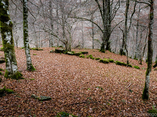 autumn tree forest landscape hojas arboles mayor paisaje bosque otoño cantabria folders saja hayedo barcena