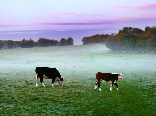 autumn sunset england mist fall field fog dawn october day cattle hampshire common hereford 2009 types basingstoke oldbasing basing loddonvalley radiationfog dawnmist basingstokecommon typesa blackhereford
