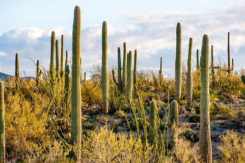 park arizona cactus desert tucson hiking national saguaro