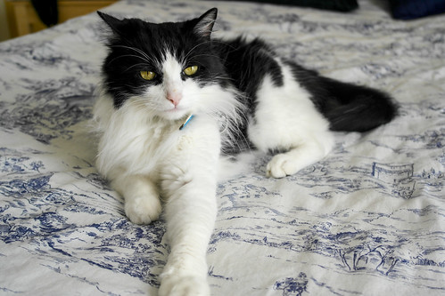 Lucho, gato cruce de Angora blanquinegro nacido en 2011 necesita hogar. Valencia. ADOPTADO. 13335602685_843354df2d