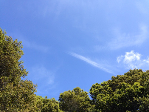 Big blue sky on Sawyer Camp Trail in San Mateo County
