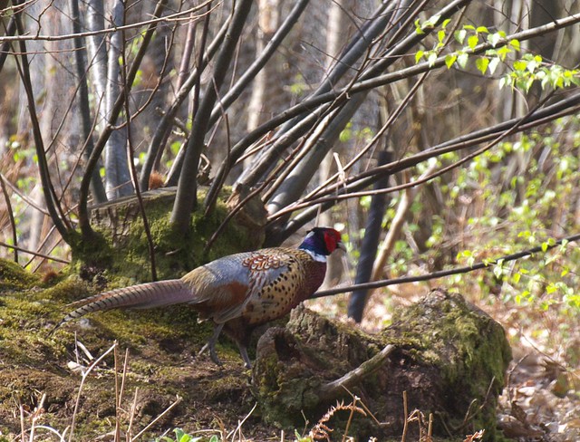 DSC_8232 Pheasant in woodland