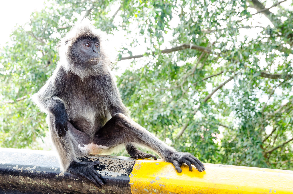 Monkey posing at Bukit Malawati.