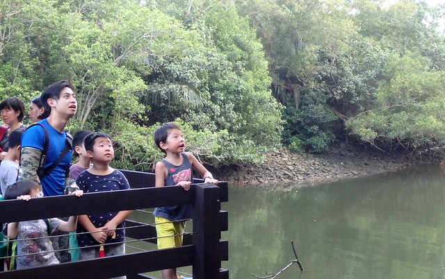 Pasir Ris Mangrove boardwalk tour with the Naked Hermit Crabs