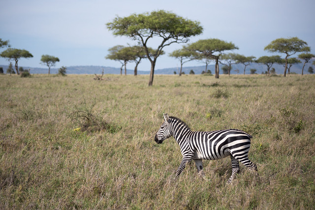The Plains of the Serengeti