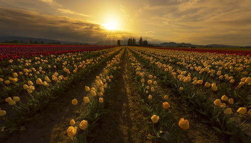 landscape surise flowers tulips skagitvalley tulipfestival